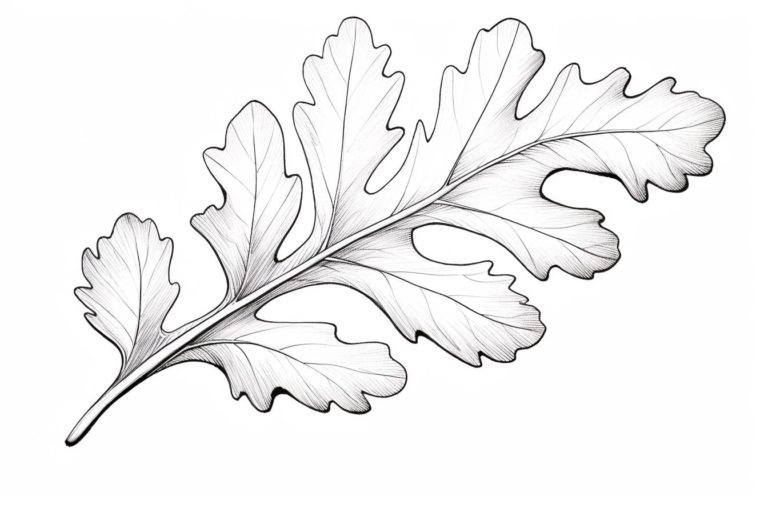 How to Draw an Oak Leaf