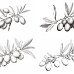 How to Draw an Olive