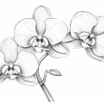 How to Draw an Orchid Plant