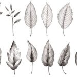 Leaf Studies - Black and White Sketches